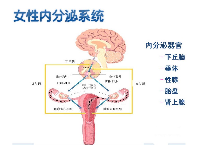 内分泌失调症状有哪些