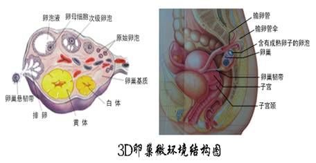 多囊卵巢还能治好吗