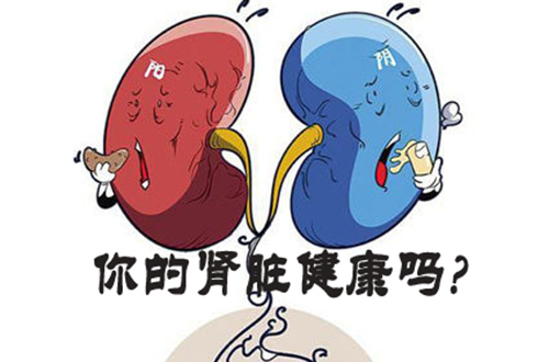 如何修复肾功能
