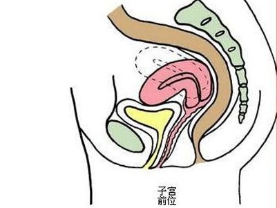 女性不得不了解的知识——子宫前位是怎么回事